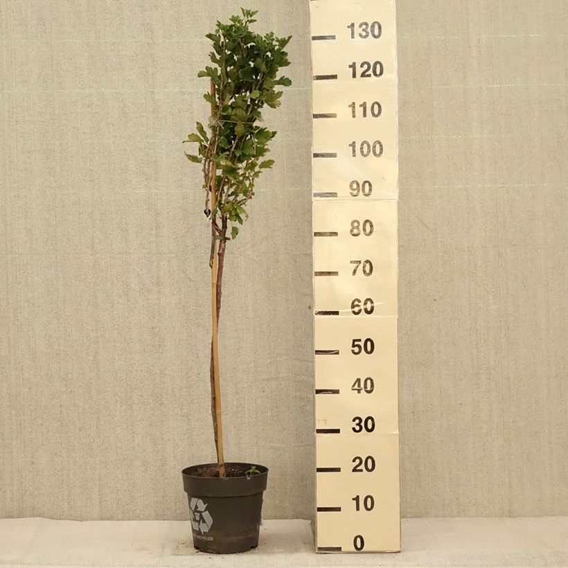 Example of Groseillier à maquereaux Crispa Darling - Ribes uva-crispa Pot de 6L/7L, Tige as you get in automne