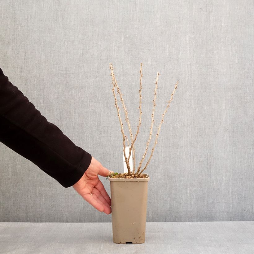 Example of Groseillier à maquereaux Crispa Greenling Pot de 1,5L/2L, Touffe as you get in hiver
