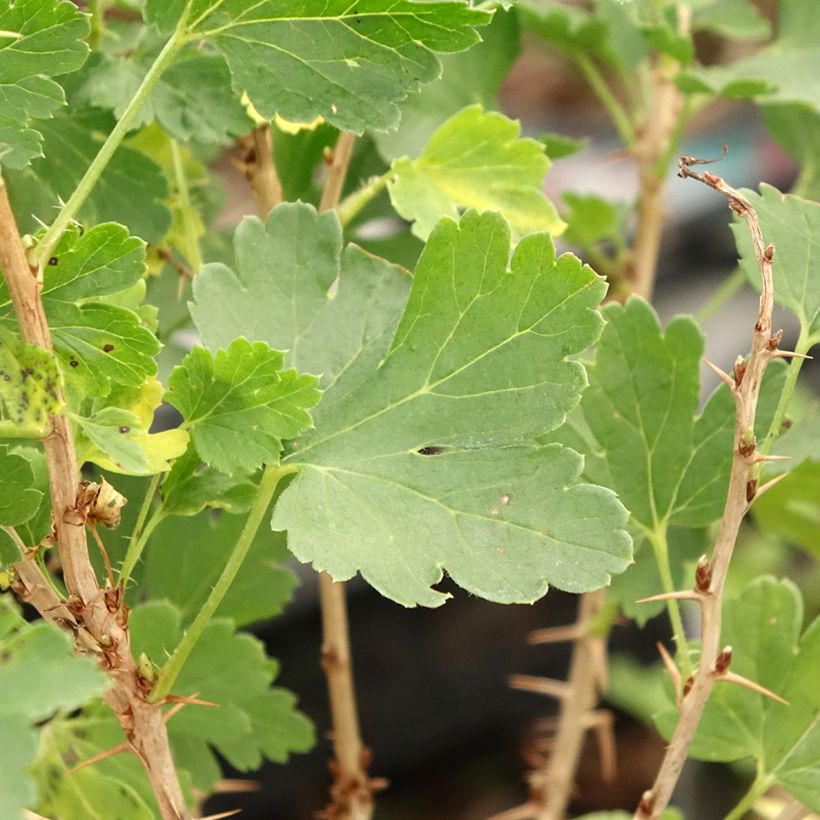 Groseillier à maquereaux Crispa Nibbling (Foliage)