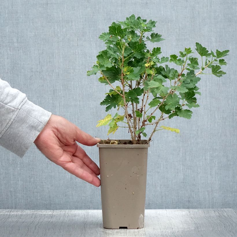 Example of Groseillier à maquereaux Crispa Nibbling Pot de 1,5L/2L, Touffe as you get in ete