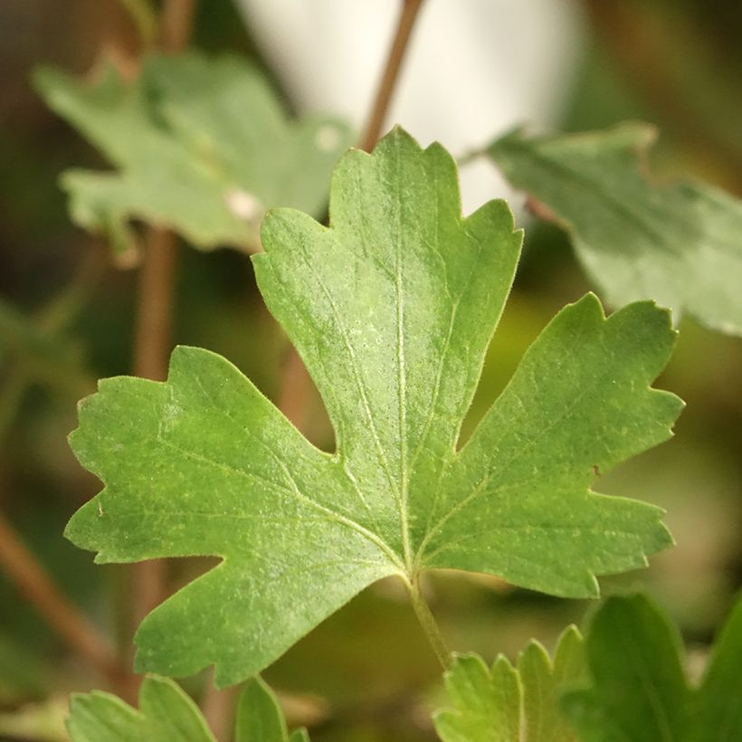 Groseillier à maquereaux Crispa Solemio - Ribes uva-crispa (Foliage)