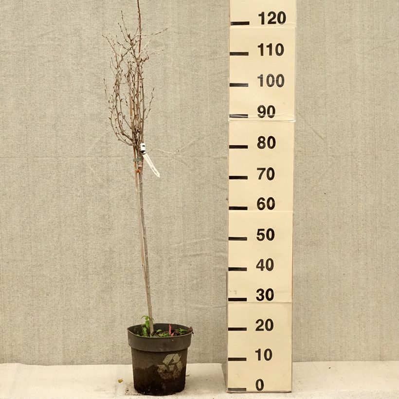 Example of Groseillier à maquereaux Crispa Solemio - Ribes uva-crispa Pot de 6L/7L, Tige as you get in automne