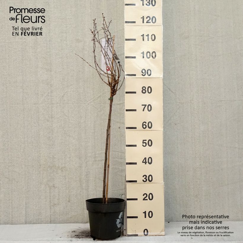 Example of Groseillier à maquereaux Easycrisp Lady Late - Ribes uva-crispa Pot de 6L/7L, Tige as you get in hiver