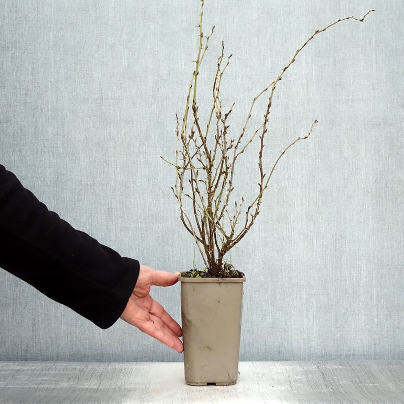 Example of Groseillier à maquereaux Hinnonmaki Yellow - Ribes uva-crispa  Pot de 1,5L/2L as you get in automne