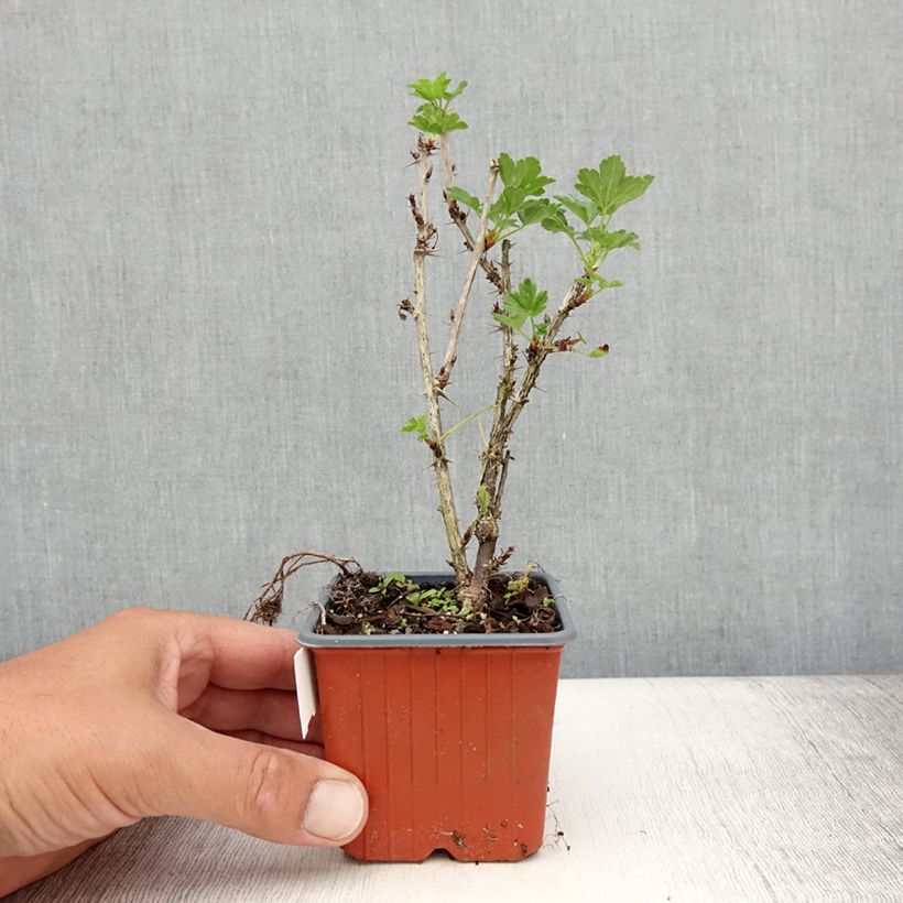 Example of Groseillier à maquereaux Hinnonmaki rouge Godet de 8/9 cm as you get in ete