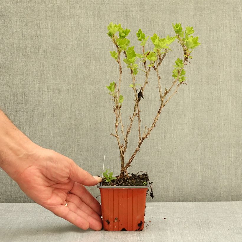 Example of Groseillier à maquereaux Hinnonmaki vert Godet de 8/9 cm as you get in ete
