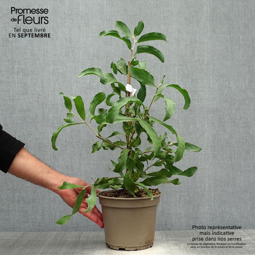 Example of Hakea victoria - Hakea royal Pot de 4L/5L as you get in automne