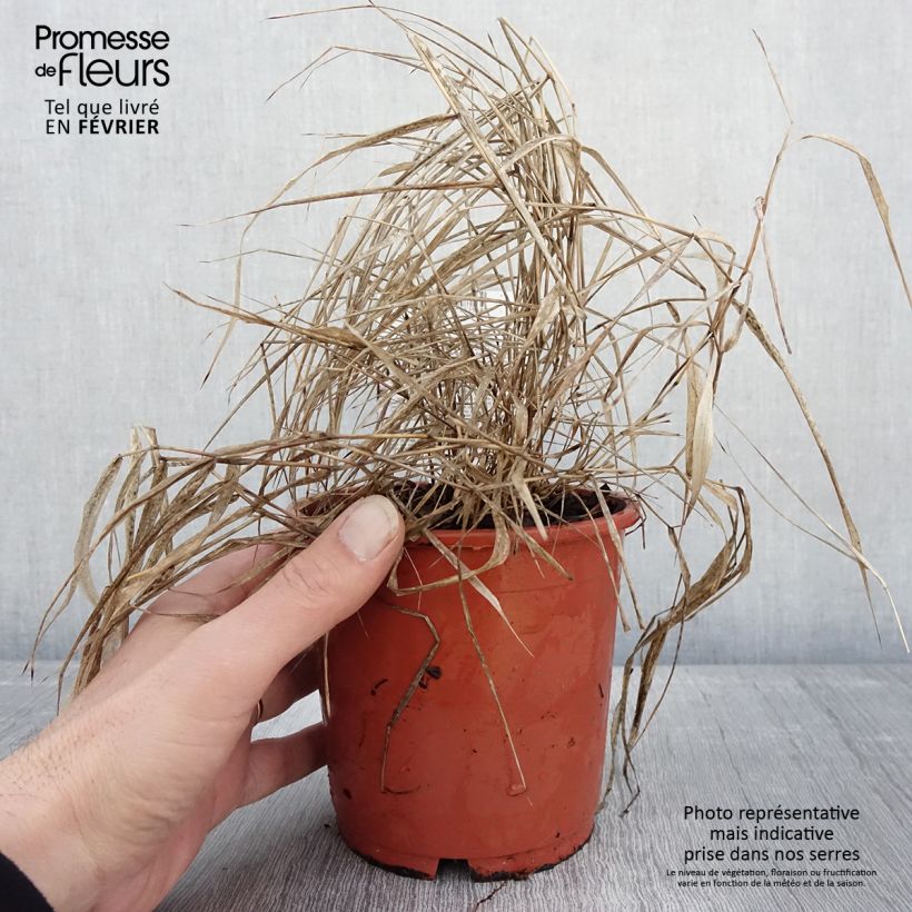Example of Hakonechloa macra Beni-Kaze - Herbe du Japon Pot de 1L/1,5L as you get in hiver