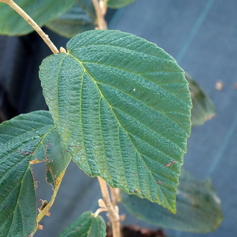 Hamamelis x intermedia Barmstedt Gold - Noisetier de sorcière (Foliage)