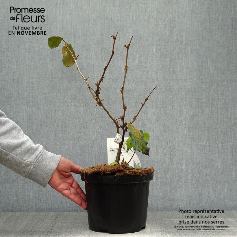 Example of Hamamelis (x) intermedia Feuerzauber - Noisetier de sorcière Pot de 4L/5L as you get in automne