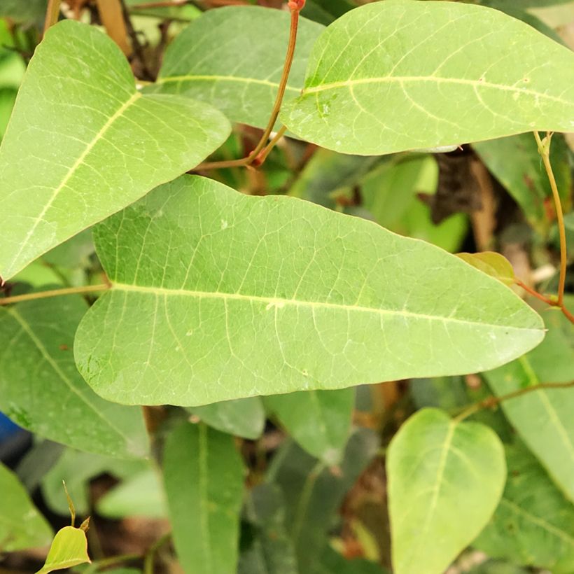 Hardenbergia violacea (Foliage)