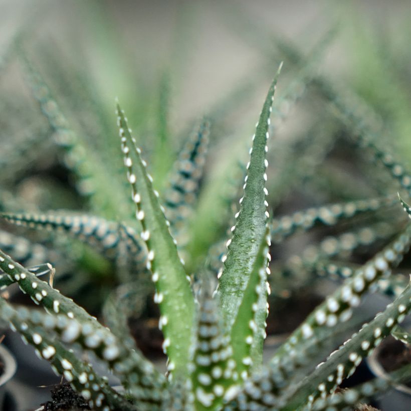 Haworthia Big Band - Plante zèbre (Foliage)