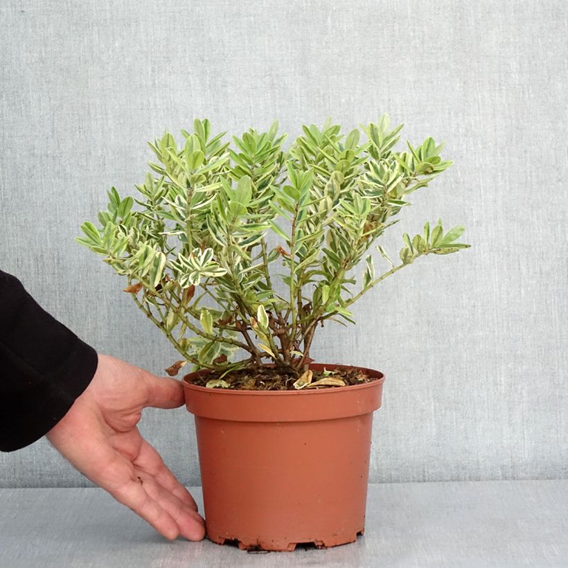 Example of Hebe andersonii Variegata - Véronique arbustive panachée Pot de 2L/3L as you get in hiver