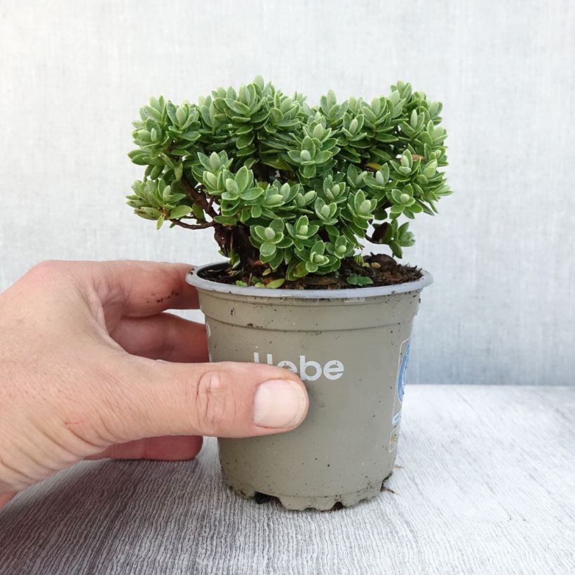 Example of Hebe Cobb Valley - Véronique arbustive Pot de 10 cm/11cm as you get in automne