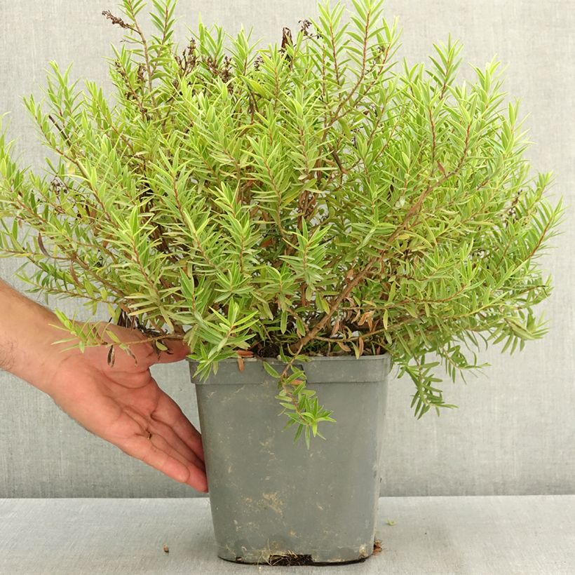 Example of Hebe diosmifolia - Véronique arbustive. Pot de 3L/4L as you get in ete
