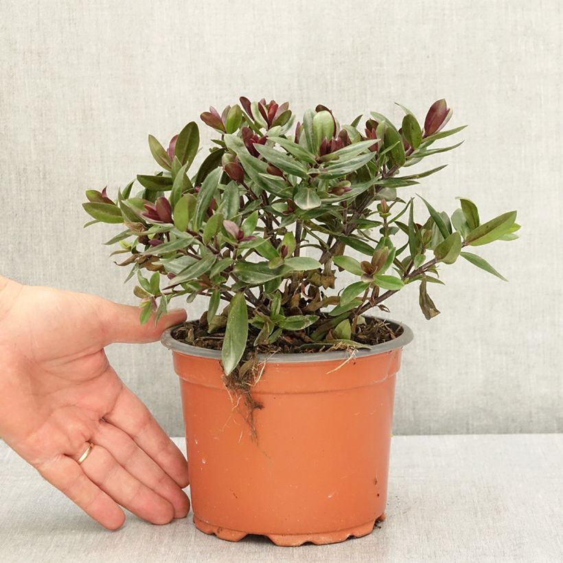 Example of Hebe franciscana Blue Gem - Véronique arbustive Pot de 1L/1,5L as you get in ete