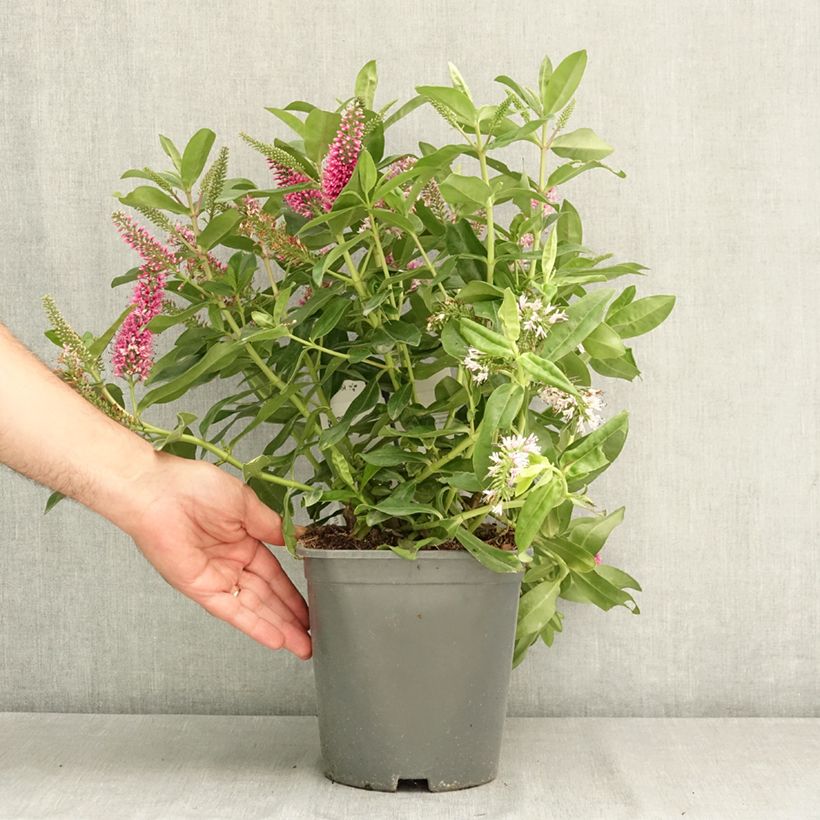 Example of Hebe Linda  - Véronique arbustive Pot de 3L/4L as you get in ete