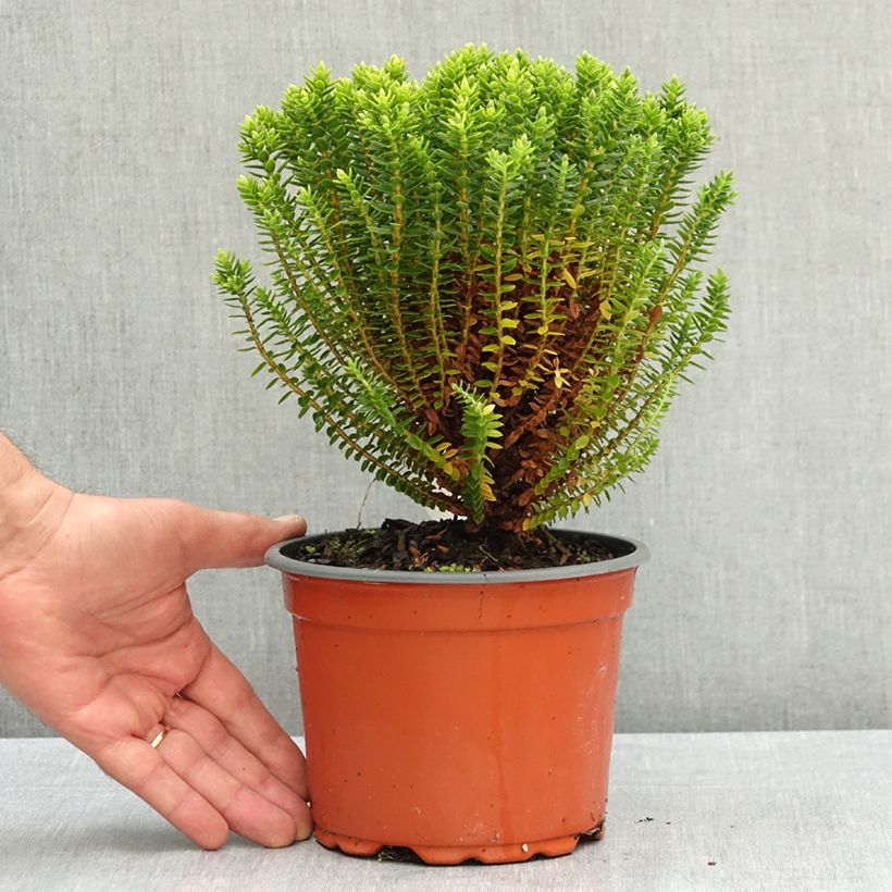 Example of Hébé odora Nana - Véronique arbustive naine Pot de 1,5L/2L as you get in ete