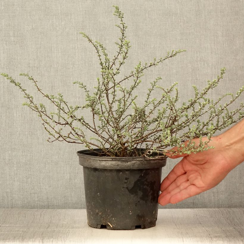 Example of Hebe pimeleoides Quicksilver - Véronique arbustive Pot de 3L/4L as you get in ete