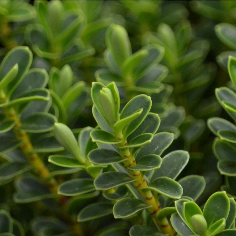 Hebe vernicosa - Véronique arbustive (Foliage)