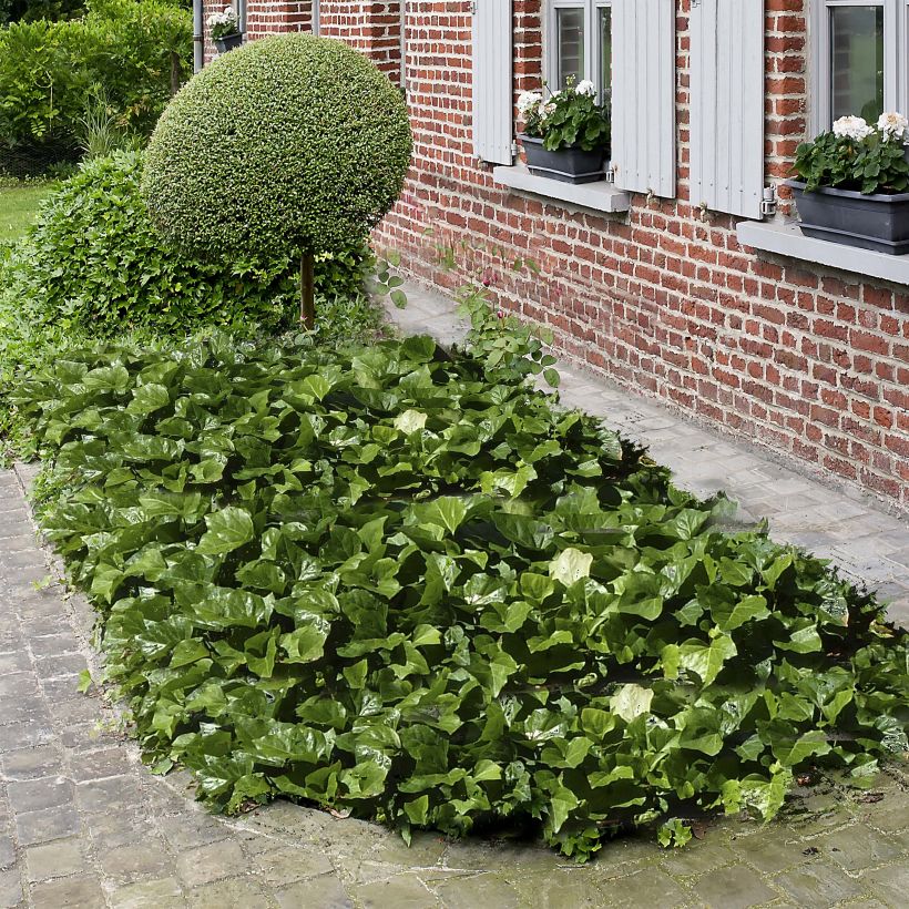 Lierre couvre-sol Hedera Algerian Bellecour® (Plant habit)