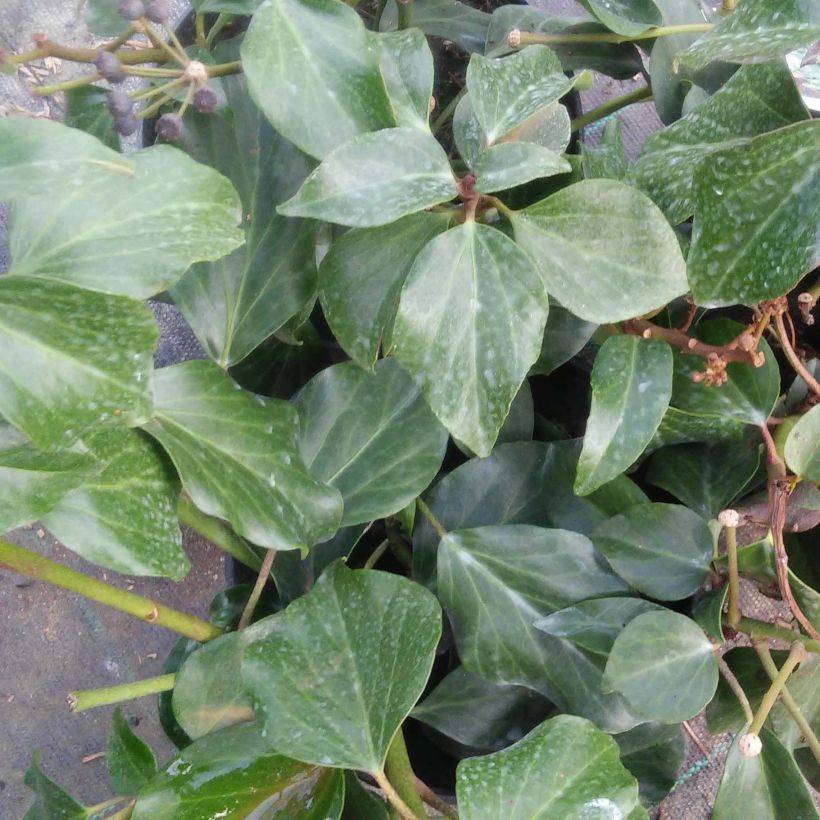 Lierre de Colchide - Hedera colchica Arborescens (Fall Favorite) (Foliage)