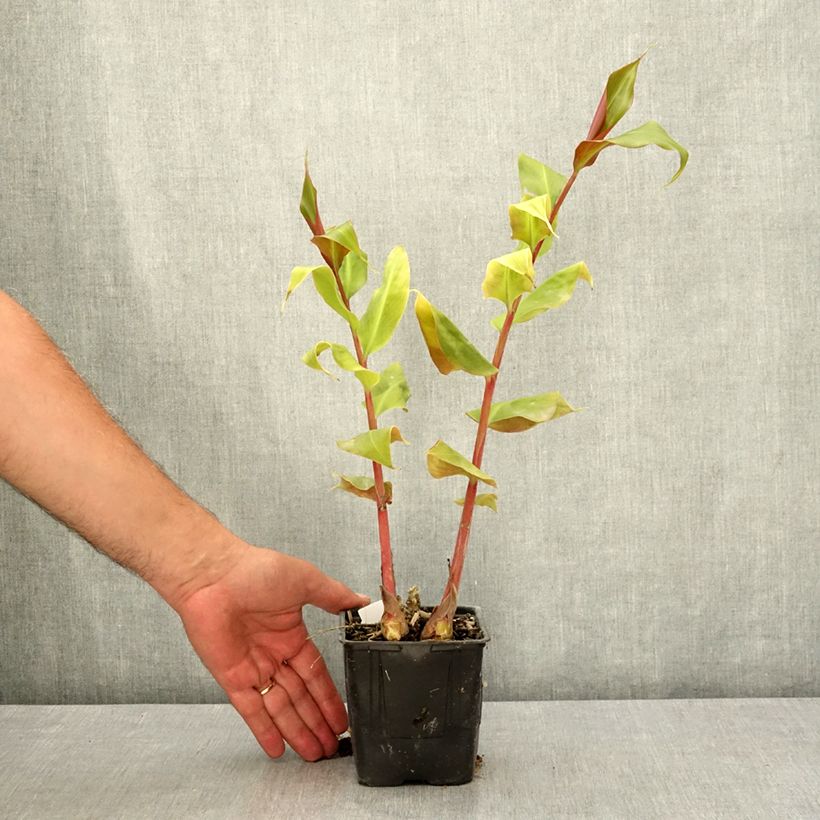 Example of Hedychium greenii - Gingembre corail Pot de 1L/1,5L as you get in ete