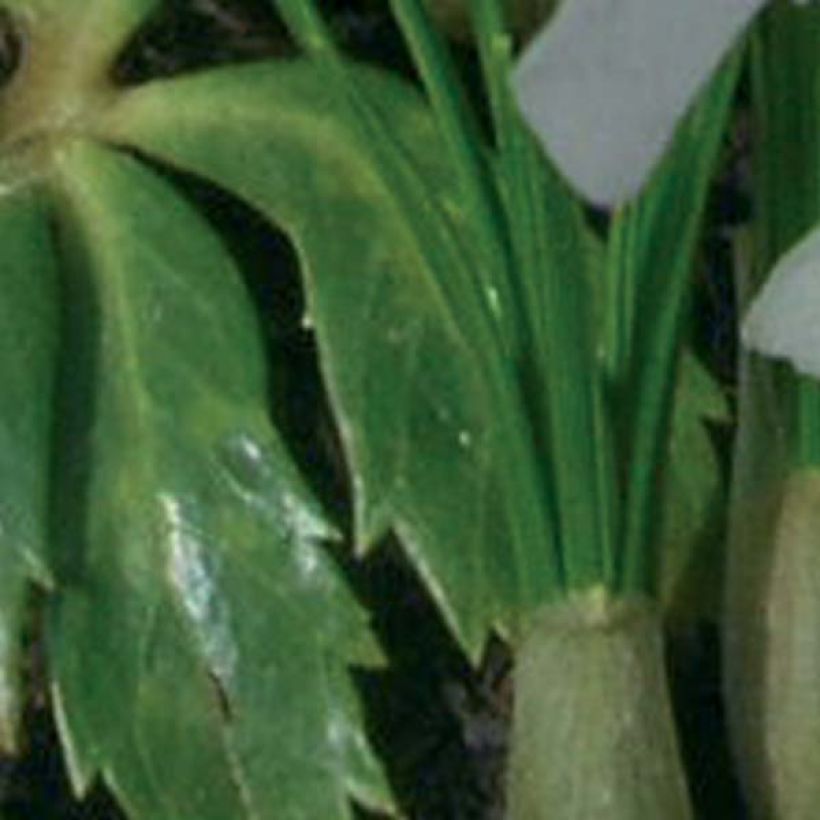 Hellébore niger Double Fashion (Foliage)