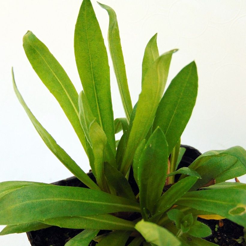 Helenium Flammendes Katchen - Hélénie (Foliage)