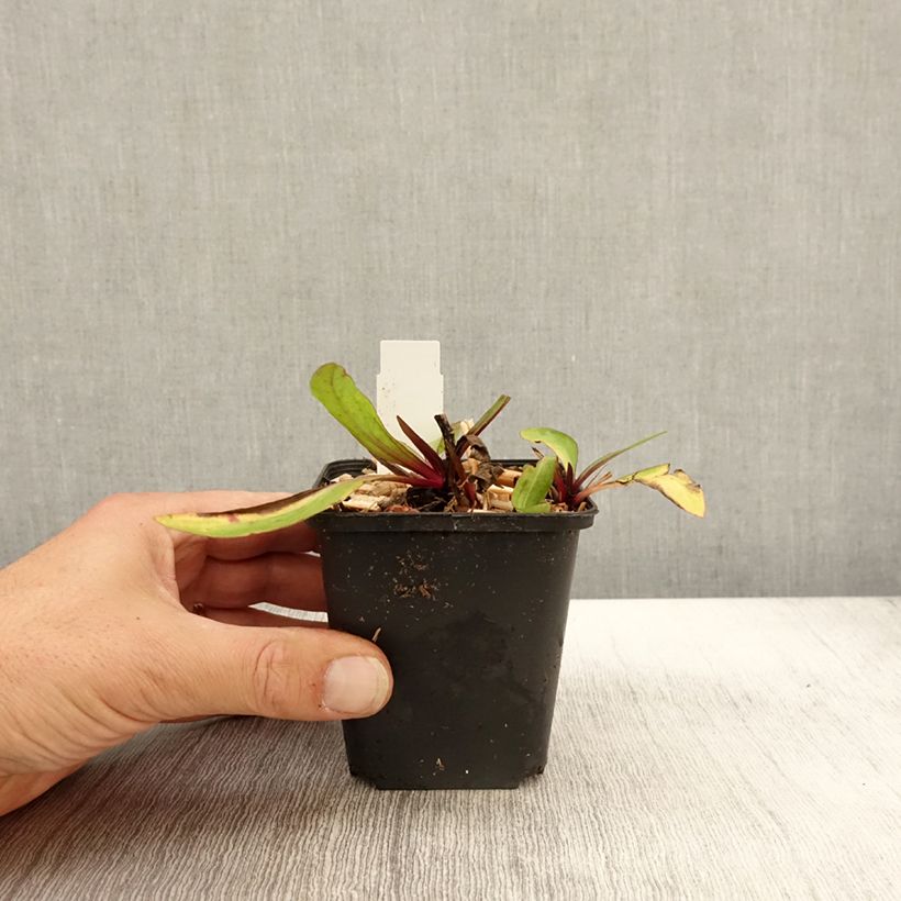 Example of Hélénium Sahin's Early Flowerer - Hélénie multicolore Godet de 8/9 cm as you get in automne