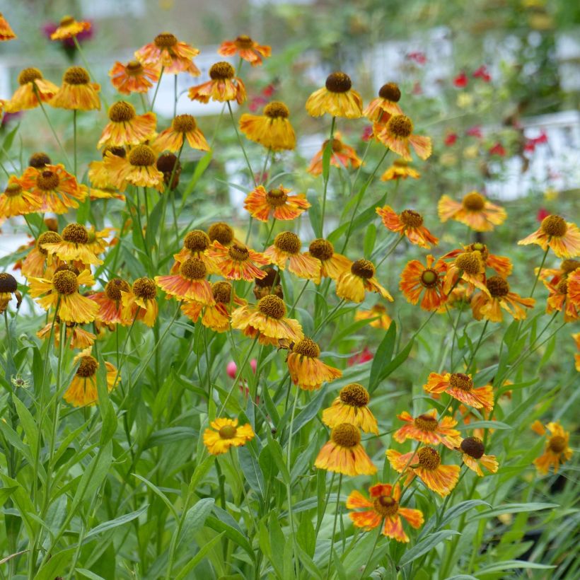 Hélénium Waltraut - Hélénie orange vif (Plant habit)