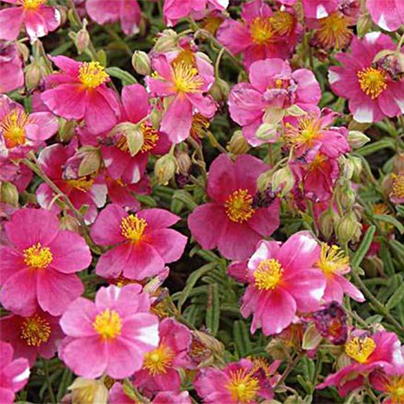 Hélianthème Raspberry Ripple (Flowering)