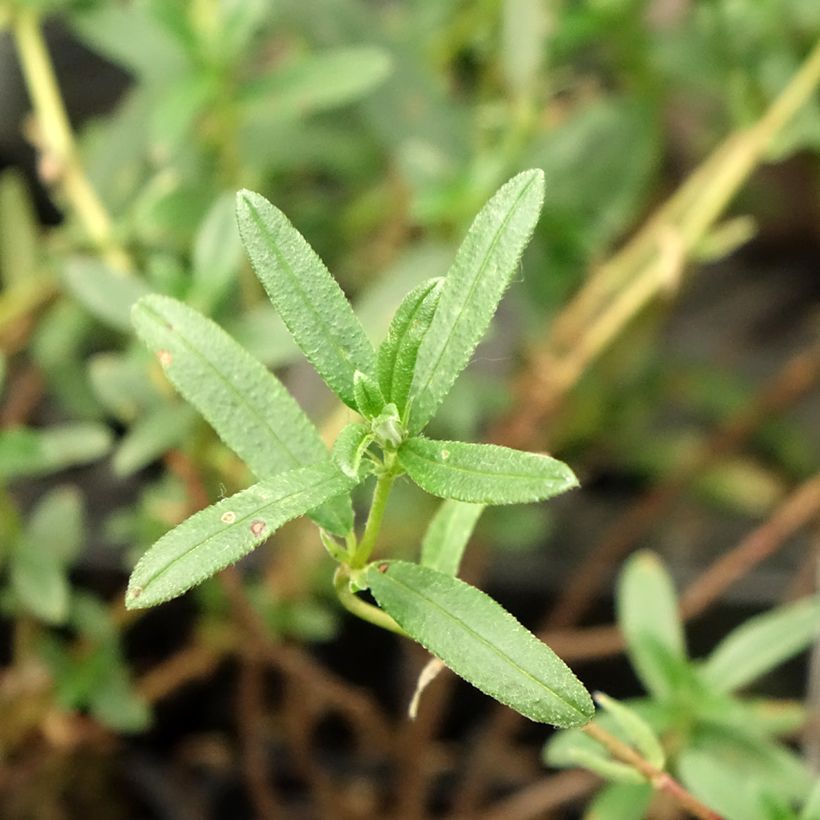 Helianthemum Cerise Queen - Hélianthème double rouge (Foliage)
