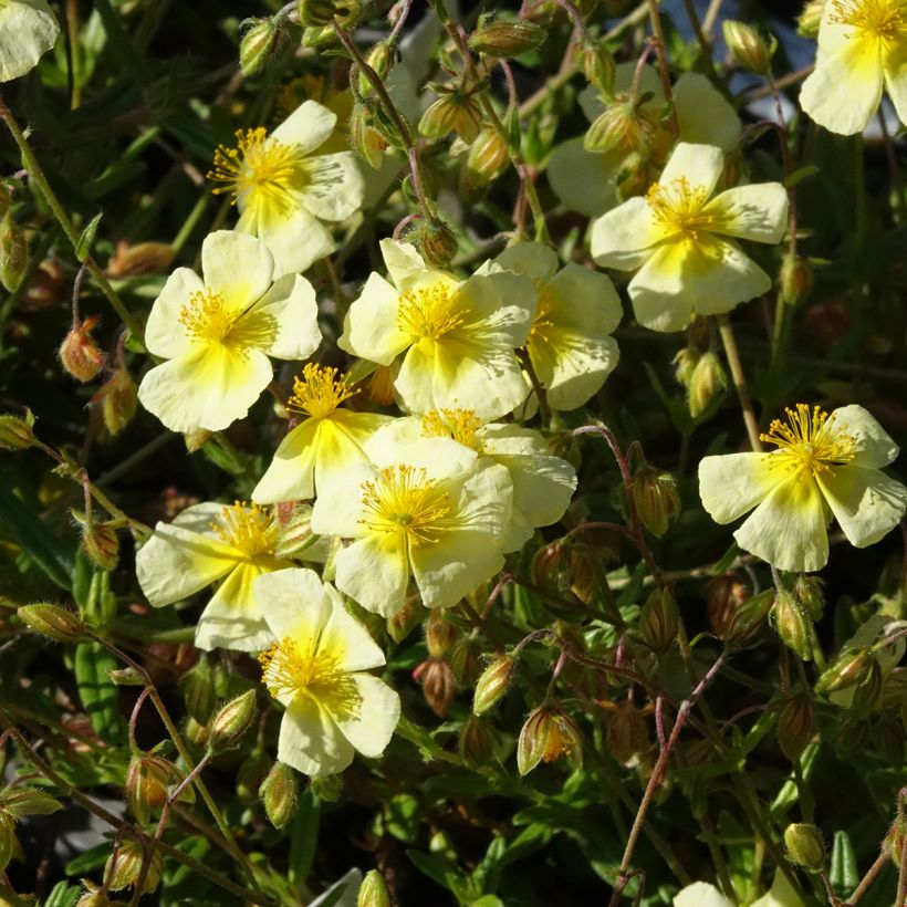 Helianthemum Elfenbeinglanz - Hélianthème jaune et blanc (Flowering)