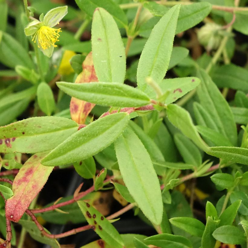 Helianthemum nummularium - Hélianthème commun (Foliage)