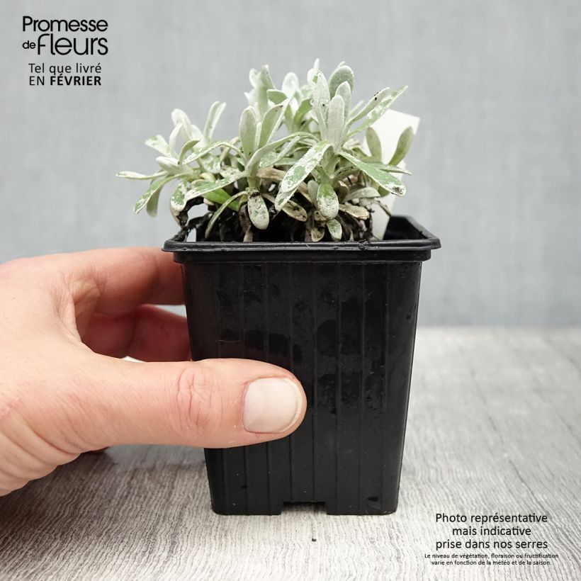Example of Helichrysum amorginum Ruby Cluster  Godet de 8/9 cm as you get in hiver