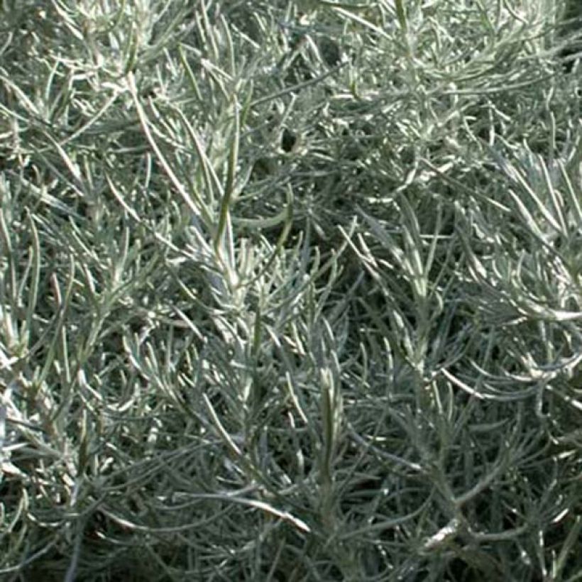 Helichrysum italicum - Plante-curry (Foliage)