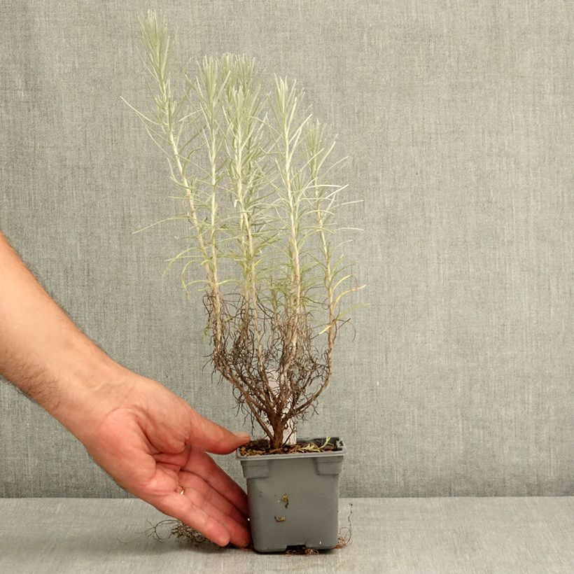 Example of Helichrysum italicum subsp. serotinum - Plante curry Godet de 8/9 cm as you get in ete