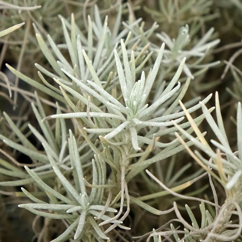 Helichrysum italicum subsp. serotinum - Plante curry (Foliage)