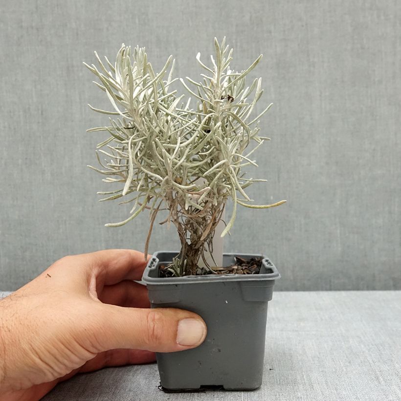 Example of Helichrysum italicum Weisses Wunder - Immortelle d'Italie, plante curry Godet de 8/9 cm as you get in ete