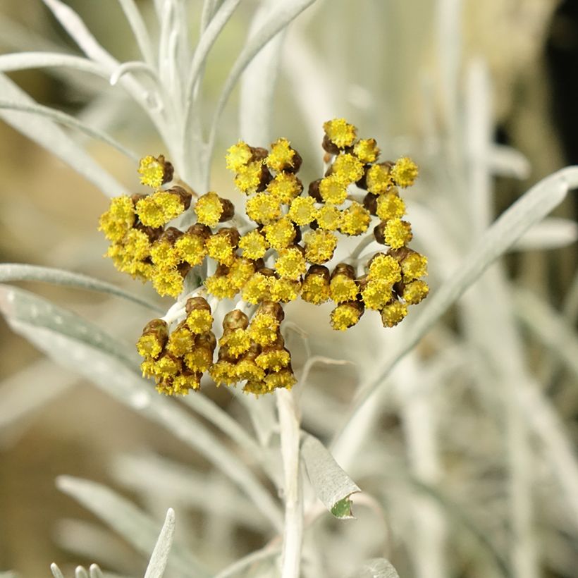 Helichrysum Korma - Immortelle d'Italie, plante curry (Flowering)