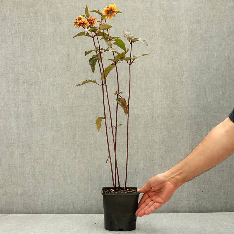 Example of Heliopsis helianthoides Bonfire Sunset - Héliopsis faux-héliante Pot de 1,5L/2L as you get in ete