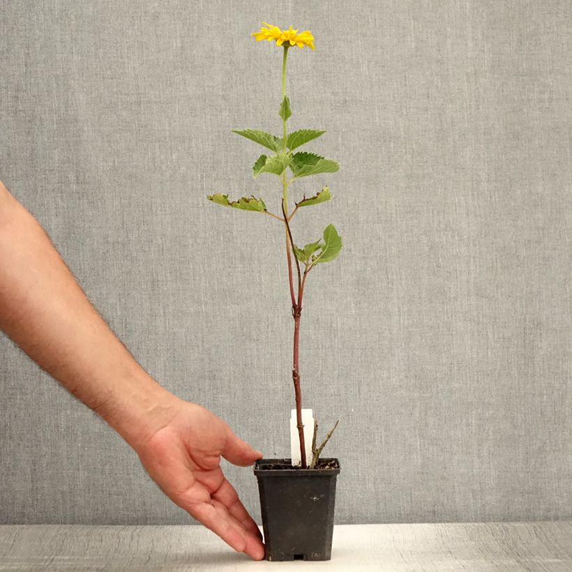 Example of Heliopsis helianthoides Mars - Héliopsis faux hélianthe  Godet de 8/9 cm as you get in ete