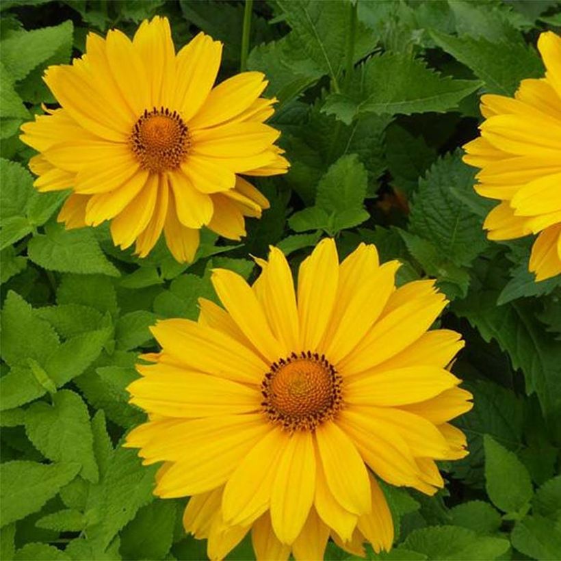 Heliopsis helianthoides Venus - Héliopsis faux-hélianthe (Flowering)
