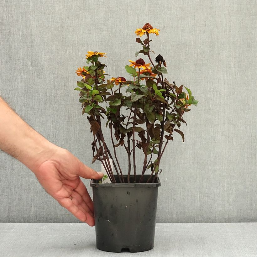 Example of Heliopsis Luna Roja - Héliopsis faux hélianthe Pot de 2L/3L as you get in ete