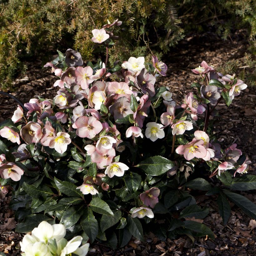 Hellébore ballardiae Maestro (Plant habit)