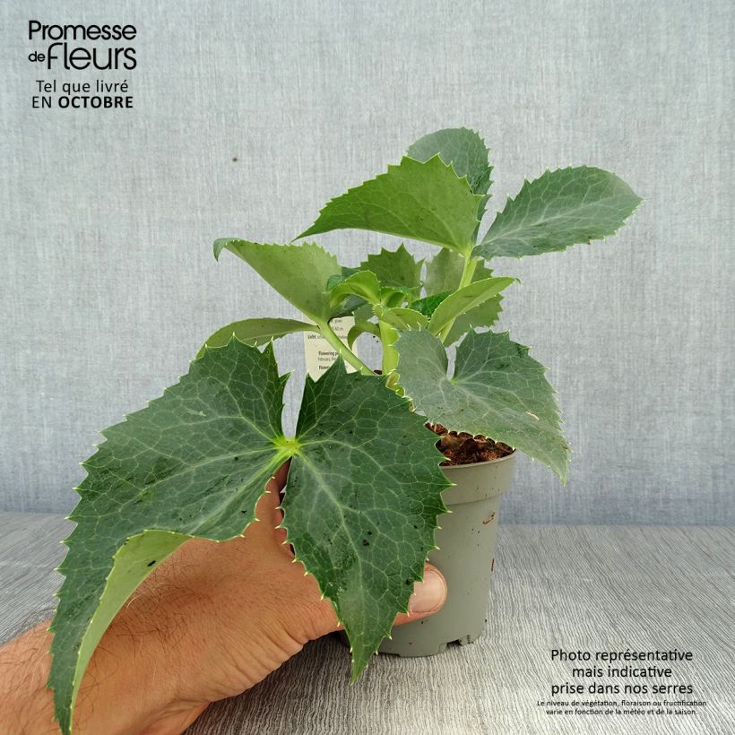 Example of Hellébore de Corse - Helleborus argutifolius  Pot de 12 cm / 13 cm as you get in automne