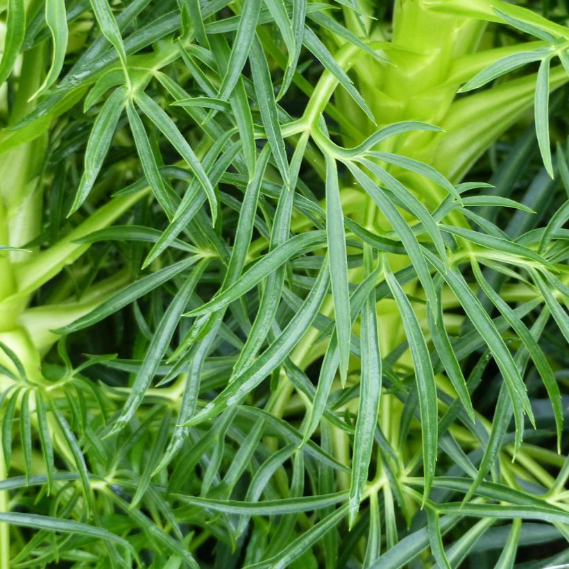 Hellébore foetidus Bowles Form (Foliage)