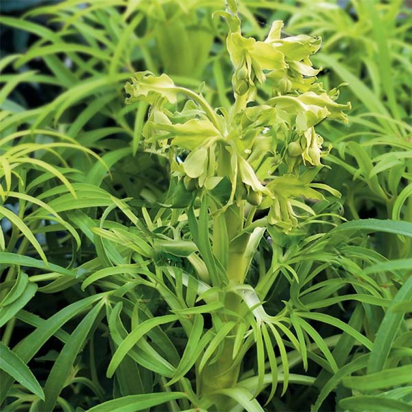 Hellébore foetidus Yellow (Plant habit)