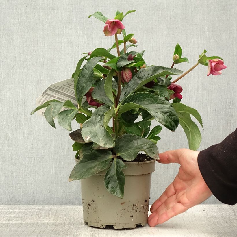 Example of Hellébore HGC Ice Breaker Ruby Pot de 2L/3L as you get in automne